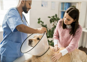 Veterinarian